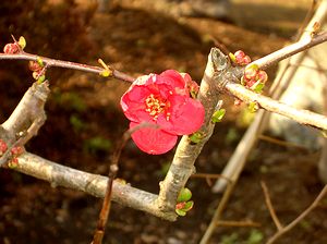 ��̃{�P�̉Ԃ���֍炫�܂���