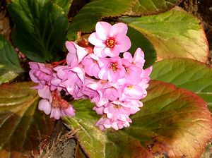 �܂��Ō�������