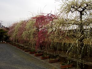 �܂��Ō�������