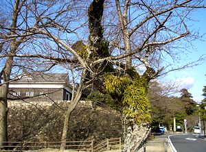 �T�R�_�Ђ̓�����̍��̌Ö�