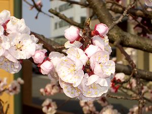 ���񂸂̉ԁi�i���u���񂸁v�Łj