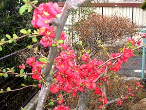 ��̃{�P�̉Ԃ��炫�܂���