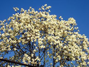 �����w�Z�̃O�����h�ɍ炭��