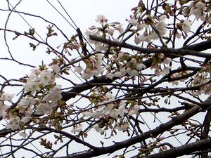 ���̉Ԃ��炫�o����