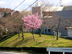 �s���}���ق̐��̍�