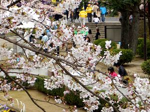 �S���̍��܂�̉���