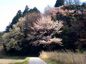 ���R�ɂ��t�����܂���