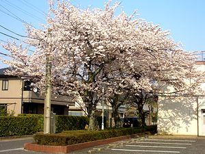 ���J�̍��i�L�c�N���j�b�N�Łj