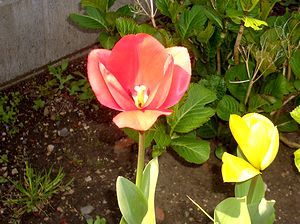 ��ɍ炢���`���[���b�v�̉�