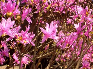 �܂��Ō�������