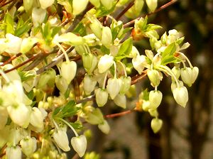 ��̃h�E�_���c�c�W