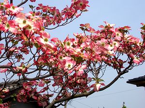 �n�i�~�Y�L�̉�