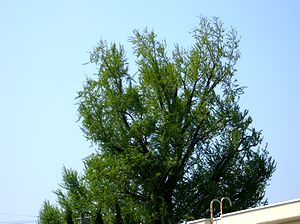 ��������V�΂̃C�`���E�̖�