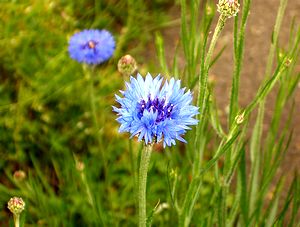 �󂫒n�ɐ�������