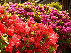 �܂��Ō�������