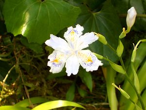 ����Ƃ̌��ւŌ����܂���