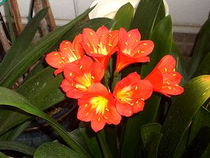 �c��񍐔z�z���Ɍ������ԁi����Ƃ̌��ւŁj