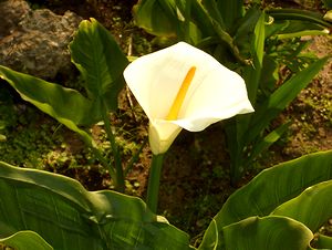 ��ɍ炢���J���[�̉�